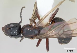 Dolichoderus germaini casent0173837 dorsal 1.jpg