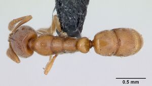 Hypoponera schauinslandi casent0173181 dorsal 1.jpg
