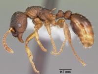 Myrmica alaskensis casent0104830 profile 1.jpg