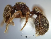 Calyptomyrmex taylori side view