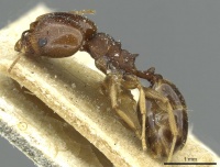 Pheidole geraesensis casent0913441 p 1 high.jpg