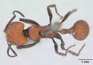 Pogonomyrmex rastratus casent0173352 dorsal 1.jpg