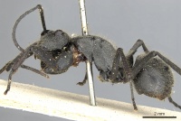 Polyrhachis rixosa casent0901874 p 1 high.jpg