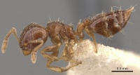 Crematogaster moelleri casent0908399 p 1 high.jpg