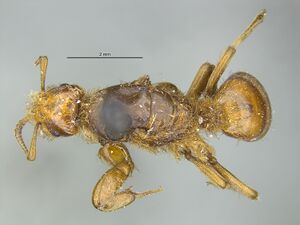 MCZ-ENT00029064 Lasius pogonogynus had.jpg