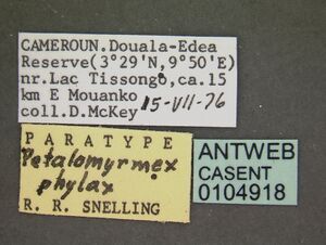 Petalomyrmex phylax casent0104918 label 1.jpg