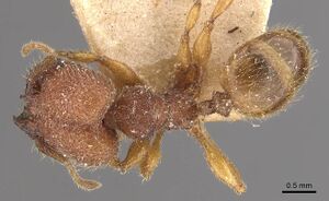 Pheidole aper casent0908306 d 1 high.jpg