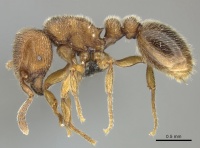 Tetramorium microps casent0249028 p 1 high.jpg