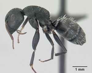 Camponotus auropubens casent0178199 profile 1.jpg