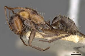 Camponotus sponsorum casent0910402 p 1 high.jpg
