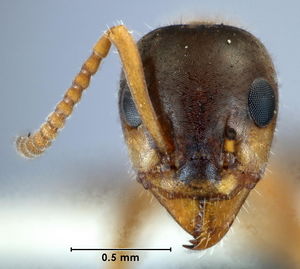 Iridomyrmex adstringatus head view