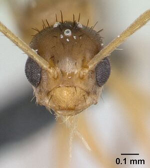 Paratrechina comorensis casent0132611 head 1.jpg