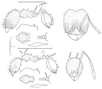 Pheidole meinerti Wilson 2003.jpg