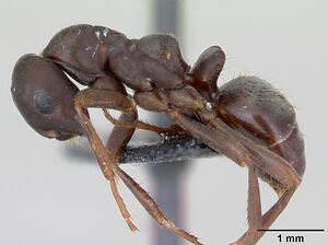 Polyergus nigerrimus casent0173338 profile 1.jpg