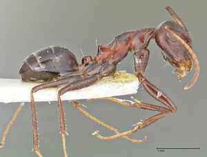 Camponotus callmorphus focol2471 p 2 high.jpg