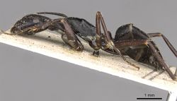 Camponotus nigroaeneus casent0910392 p 1 high.jpg
