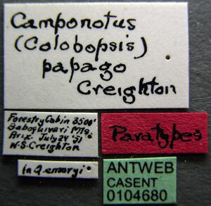 Camponotus papago casent0104680 label 1.jpg