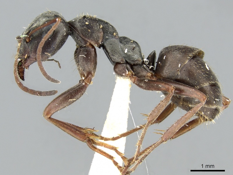 File:Formica decipiens casent0906312 p 1 high.jpg