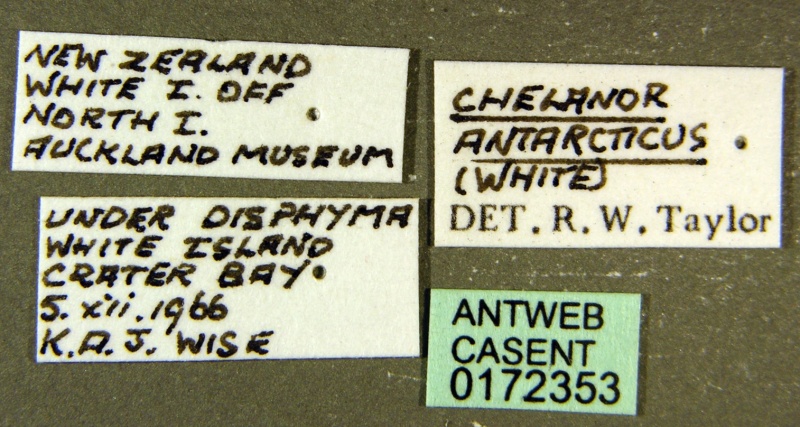 File:Monomorium antarcticum casent0172353 label 1.jpg