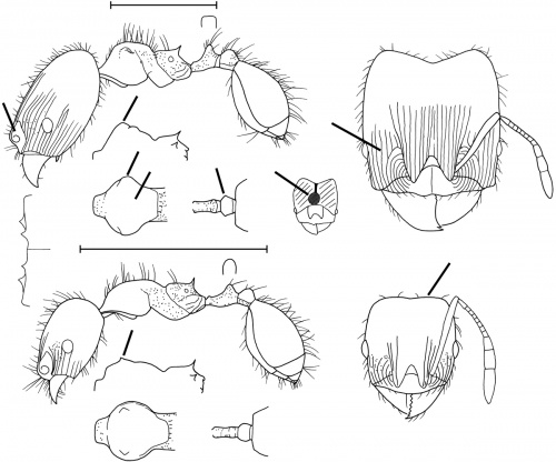 Pheidole flavifrons Wilson 2003.jpg