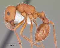 Pogonomyrmex comanche casent0104840 profile 1.jpg