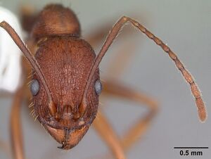 Aphaenogaster ashmeadi casent0103560 head 1.jpg