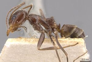 Dorymyrmex pyramicus casent0909740 p 1 high.jpg