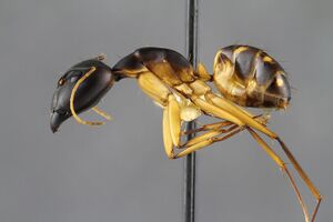 Mcz ent camponotus maculatus hal.jpg