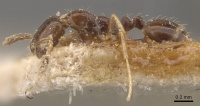 Monomorium bequaerti casent0908768 p 1 high.jpg