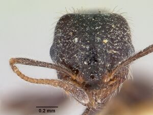 Pheidole macclendoni casent0103476 head 1.jpg