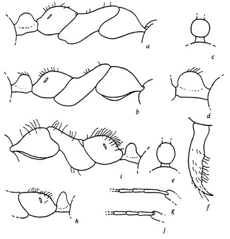 Radchenko, A.G. 1998. A key to the ants of the genus Cataglyphis of Asia, Fig. 2.jpg