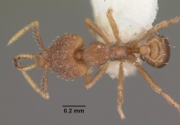 Strumigenys petiolata casent0102584 dorsal 1.jpg