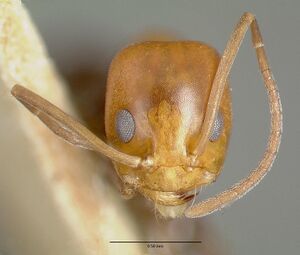 Dorymyrmex pyramicus castype00448-02 h 1 high.jpg