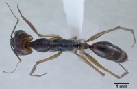 Odontomachus monticola casent0179010 dorsal 1.jpg