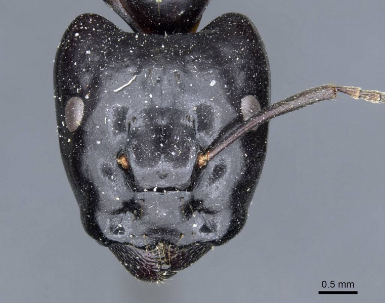 File:Camponotus contractus casent0905801 h 1 high.jpg