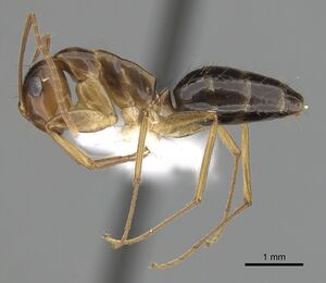 Camponotus polynesicus casent0280252 p 1 high.jpg