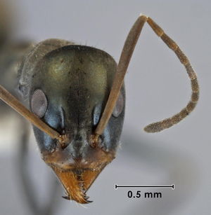 Iridomyrmex bicknelli head view