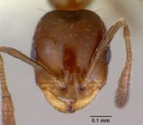 Monomorium fieldi casent0172355 head 1.jpg