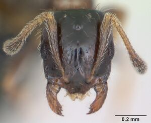 Monomorium floricola casent0125365 head 1.jpg