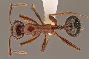 Aphaenogaster-uinta had2-5.jpg