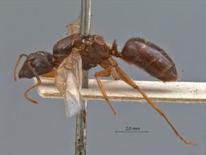 Camponotus-tenuipes-lateral-am-lg.jpg
