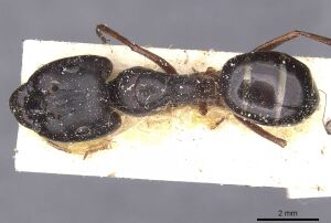 Camponotus alii casent0911896 d 1 high.jpg