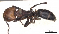 Camponotus gilviceps casent0901896 d 1 high.jpg