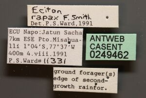 Eciton rapax casent0249462 l 1 high.jpg