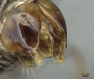 Aphaenogaster fallax casent0913789 p 3 high.jpg