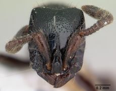 Cerapachys nkomoensis casent0178209 head 1.jpg