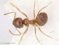 Lasius piliferus focol0753 d 1 high.jpg