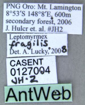 Leptomyrmex fragilis casent0127004 label 1.jpg