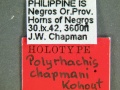 Polyrhachis-chapmaniLabel.jpg