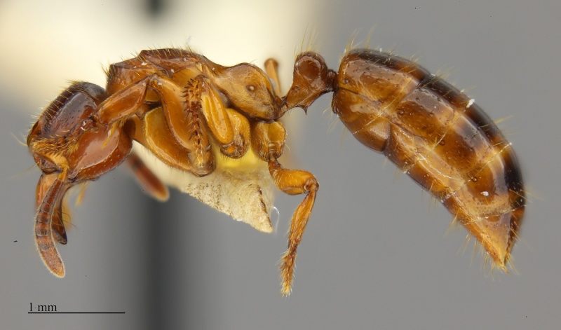 File:MCZ-ENT00511964 Centromyrmex sellaris hal 3-2.jpg